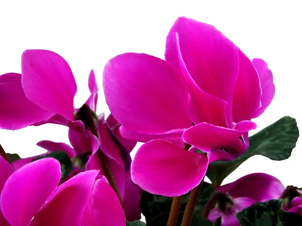 Фиолетовые цветы цикламена — стоковое фото