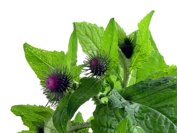 Lilla blomster og harde blader tett inntil – stockfoto