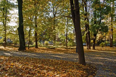 ağaçlar sonbahar sarı yaprakları ile