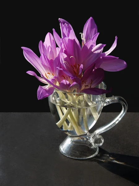 Lila bloemen van colchicum plant — Stockfoto