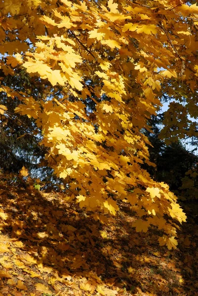 Alberi con foglie gialle in autunno — Foto Stock