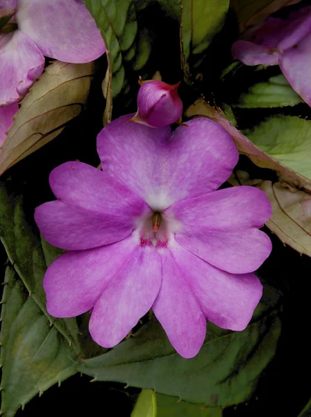 Flor púrpura de impatiens nova-guinea planta de cerca — Foto de Stock