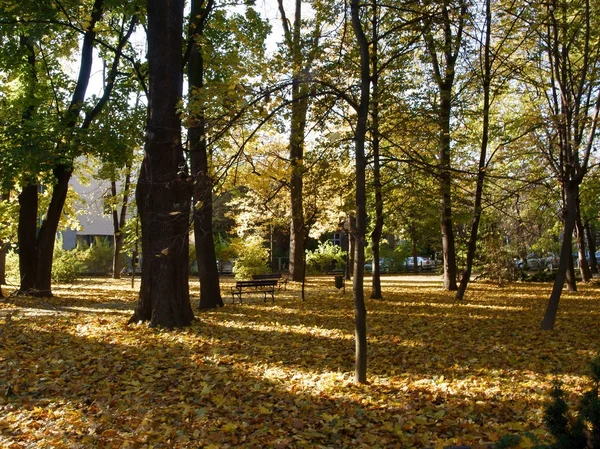 Bomen met gele bladeren in de herfst — Stockfoto