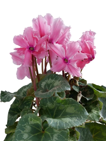 Pink flowers of cyclamen pot plant — Stock Photo, Image