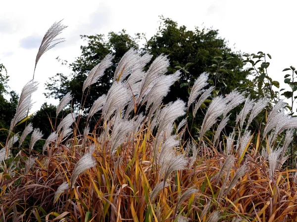Pampas gras met zaden in de herfst — Stockfoto