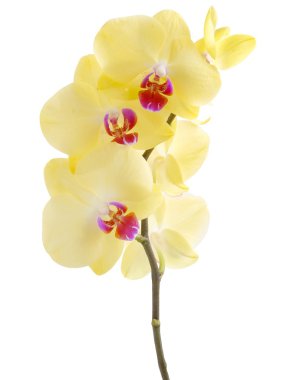 sarı çiçek orkide