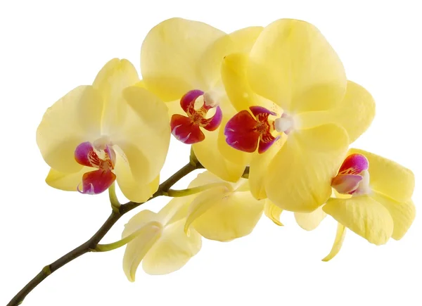 Žlutý květ orchideje — Stock fotografie