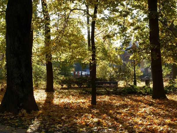 Automne avec feuilles jaunes dans le parc — Photo