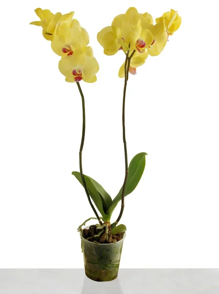 Pretty yellow orchid flower — Stock Photo, Image