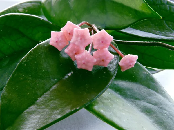 Розовые почки и цветы из хоя горшок растения — стоковое фото