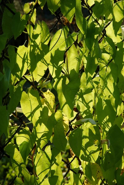 Hojas verdes de setos bindweet —  Fotos de Stock