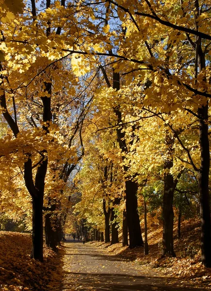 Decicuous trees with yellow leaves at autumn — Stock Photo, Image