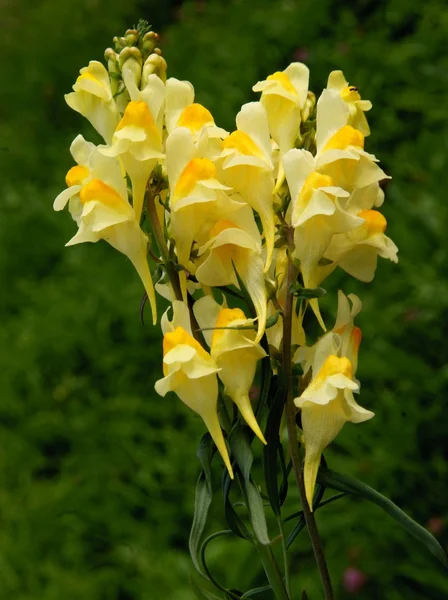 Kwiaty żółte toadflax z bliska — Zdjęcie stockowe