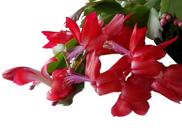 红色花朵的肉质植物 — 图库照片
