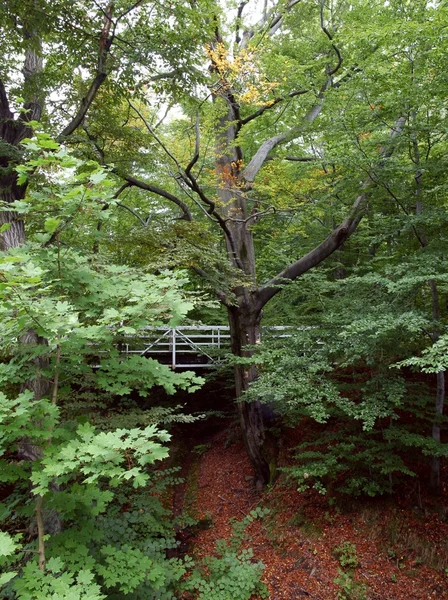 Landcape of wild trees in forest — Stock Photo, Image