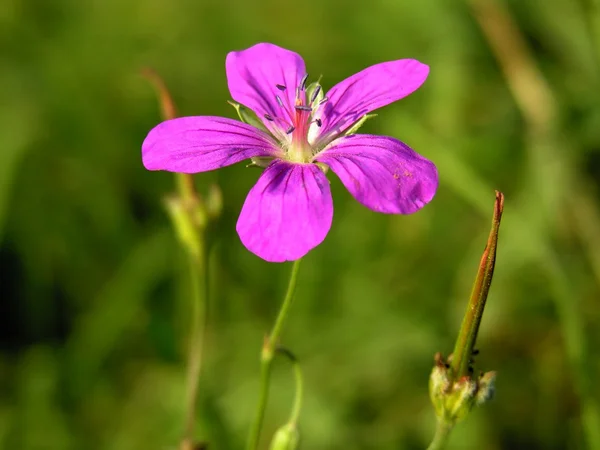 Mor çiçek çayır üzerinde Kapat — Stok fotoğraf