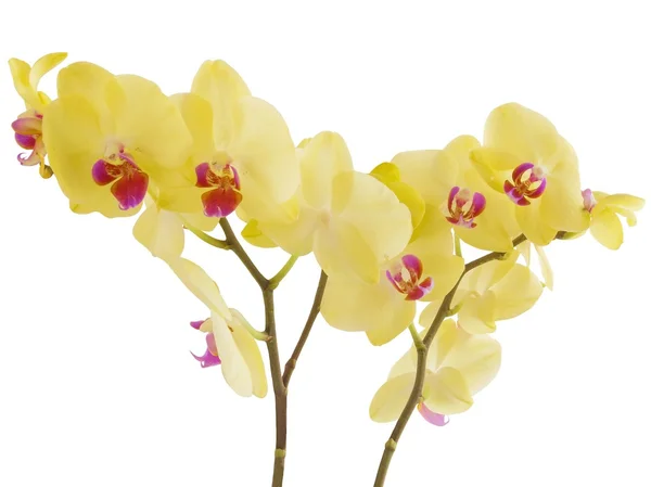 Żółte kwiaty orchidei roślin — Zdjęcie stockowe