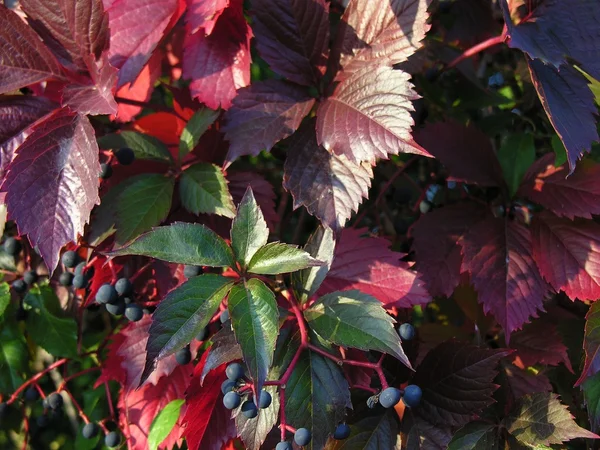 Folhas multicoloridas de videira selvagem no outono — Fotografia de Stock