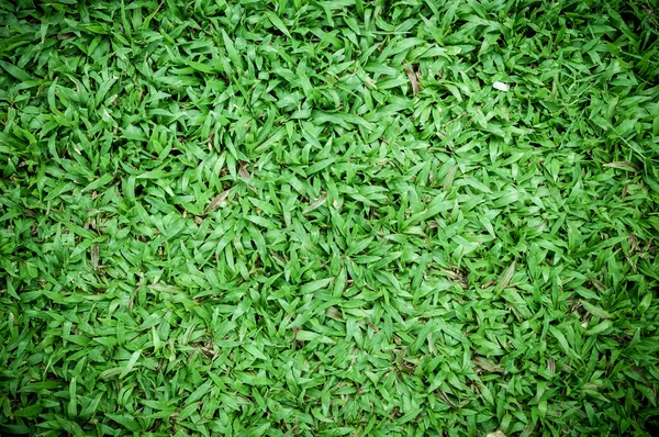 Malaysiska gräs golvet bakgrund — Stockfoto