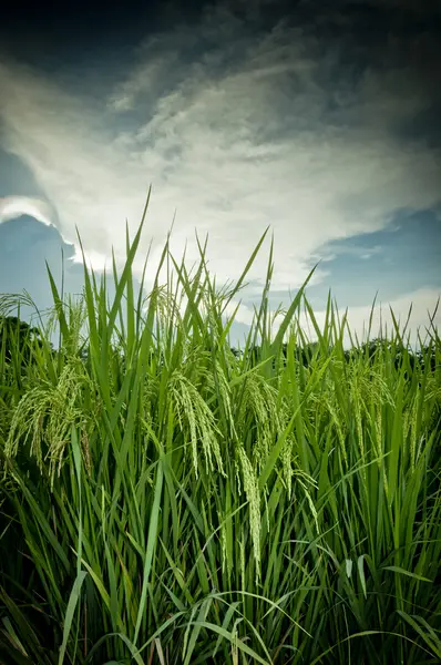 Ferme riz gros plan et nuages ciel — Photo