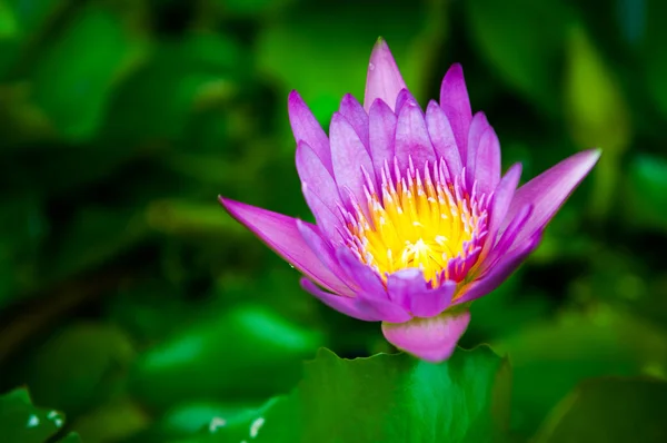 Primo piano di Violet Lotus nello stagno — Foto Stock