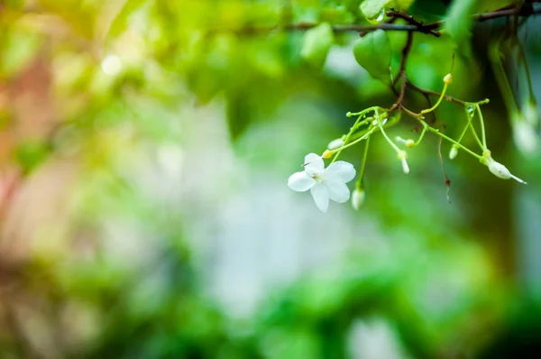 Makro von Mokblüten — Stockfoto