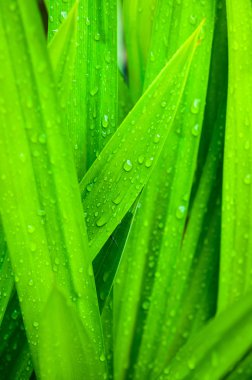 Pandan yaprakları üzerindeki tatlı su damlasına yakın çekim