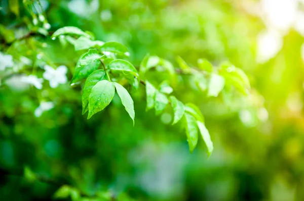 Nahaufnahme von Wassertropfen auf grünem Blatt — Stockfoto