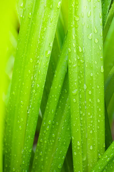 Nahaufnahme von Süßwassertropfen auf Pandanblättern — Stockfoto