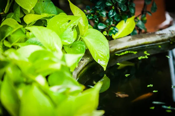 Gros plan de feuilles vertes décorées dans un jardin d'étang — Photo