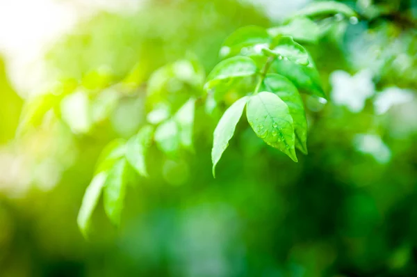 Nahaufnahme von Wassertropfen auf grünem Blatt — Stockfoto