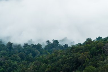 Ağaçların arasında sis var.