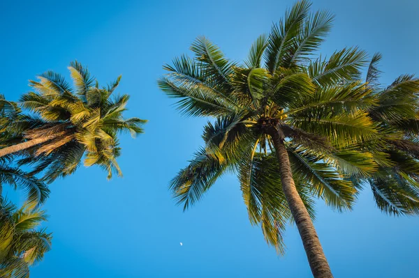 Hindistan cevizi ağacı ve mavi gökyüzü — Stok fotoğraf