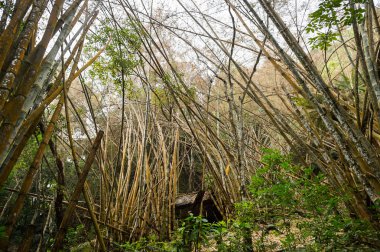 doğal park peyzaj ormanda bambu ağacı