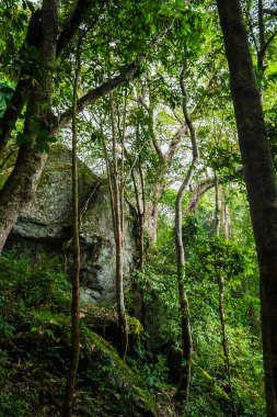 yeşil ağaç orman doğal park