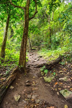 toprak yol orman peyzaj