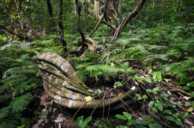 Soyut orman manzara içinde ağaç