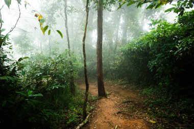 toprak yol ve orman manzara siste