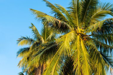 Hindistan cevizi ağacı ve mavi gökyüzü