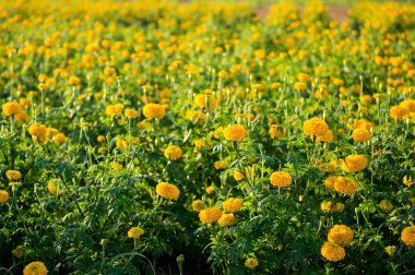 Sarı kadife çiçeği çiçek çiftlik