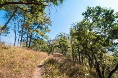 Orman manzarasında patika