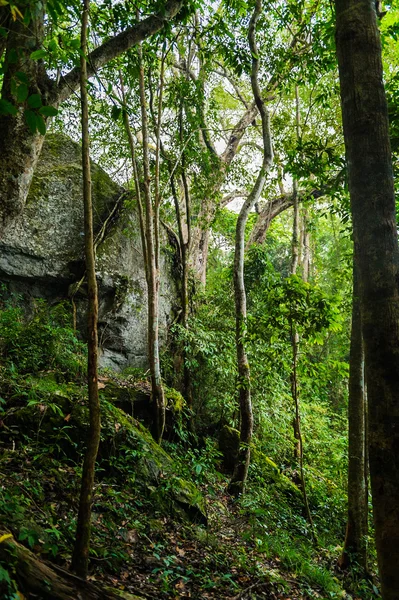 Groene boom bos van natuurpark — Stockfoto