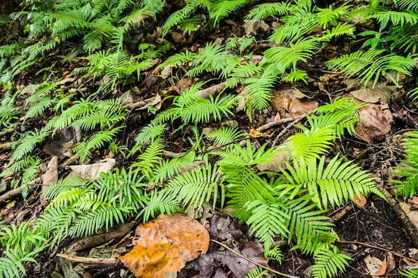 orman portre Fern bitki