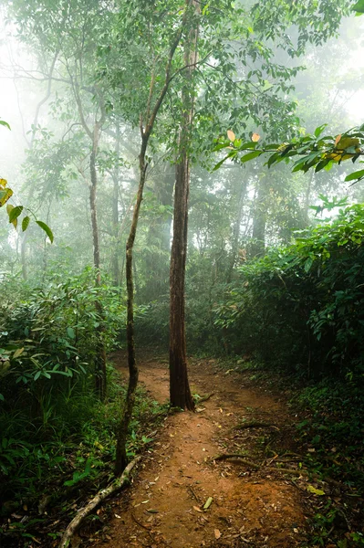 Pad van de bodem en de mist in boslandschap — Stockfoto