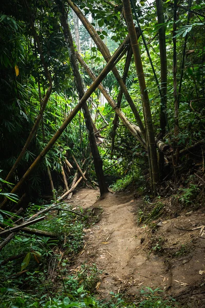 Soil path in forest landscape — Stock Photo, Image