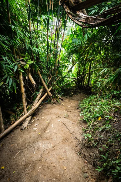 Soil path and bamboo tree in forest landscape — Stock Photo, Image