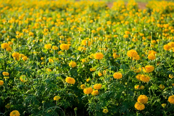 Sarı kadife çiçeği çiçek çiftlik