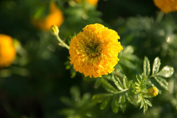 黄色のマリーゴールドの花のクローズ アップ — ストック写真