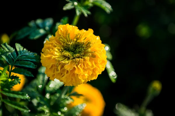 Yellow marigold flower closeup — Stock Photo, Image