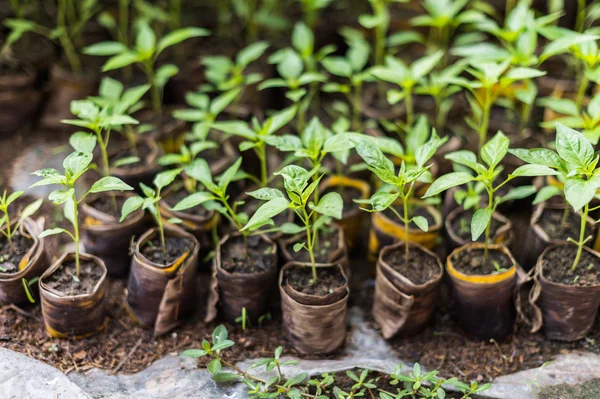 Close-up de planta jovem chili — Fotografia de Stock